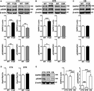 DAPK1 Promotes Extrasynaptic GluN2B Phosphorylation and Striatal Spine Instability in the YAC128 Mouse Model of Huntington Disease